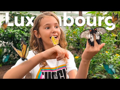 Видео: Едем в Люксембург за бабочками