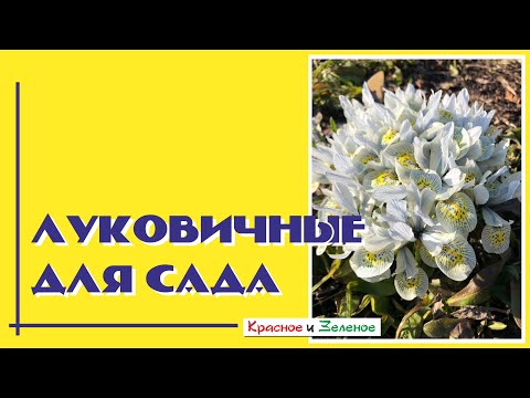 Видео: Они не требуют ухода. 12 потрясающих луковичных цветов для сада