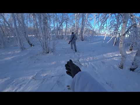 Видео: тропление зайца 19.11. 23