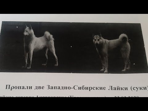 Видео: Объявления по Тайне и Ханте/Поиски/