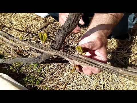 Видео: Выломка лишних набухающих почек на виноградных лозах  Первая выломка зеленых побегов