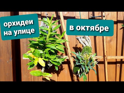 Видео: Про ОРХИДЕИ на улице, температура, полив. Ответы на вопросы