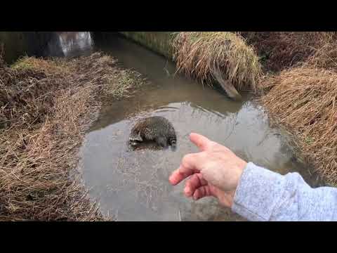 Видео: Койот в ЧЁМ?!?! - Проверка 11