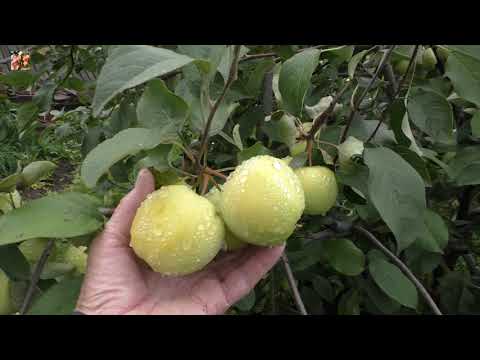 Видео: Небывалый урожай яблок на Северном Урале! 🍎