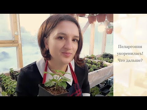 Видео: Пеларгония укоренилась! Что дальше?