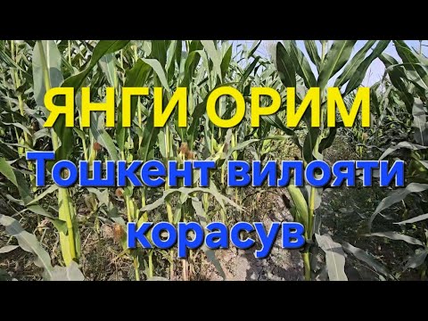 Видео: Дехконда 550 сУм дан навал холаттда 