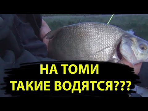 Видео: Рыбалка на Томи 2020 | Щука, крупный Язь, Лещ