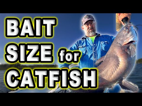 Видео: Имеет ли значение размер наживки для ловли сома?