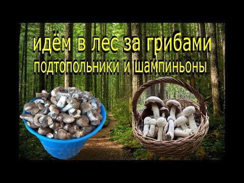 Видео: едем в лес за грибами #грибочки #лес