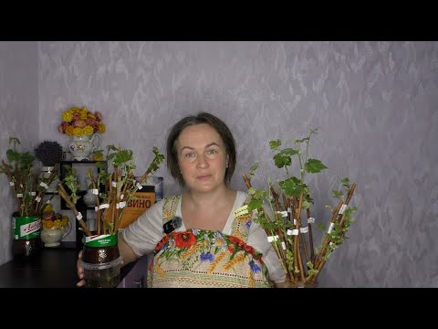Видео: Не спешите высаживать черенки в стаканчики! Можно сделать проще!