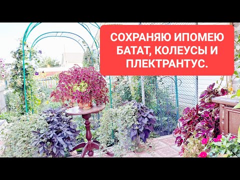 Видео: СОХРАНЯЮ КОЛЕУСЫ, ИПОМЕЮ БАТАТ И ПЛЕКТРАНТУС.  ЛЁГКИЙ СПОСОБ ДЛЯ ДЕКОРАТИВНО- ЛИСТВЕННЫХ РАСТЕНИЙ.