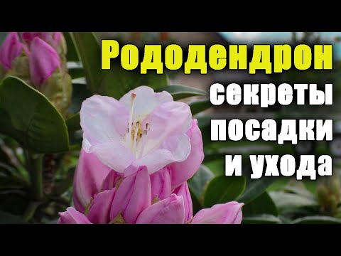 Видео: Рододендрон, как ухаживать? Секреты посадки и выращивания. Азалия уход.