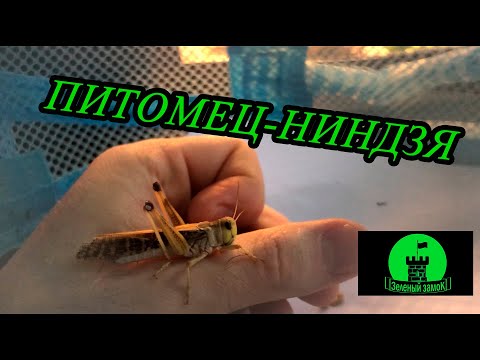 Видео: Саранча - питомец без проблем и забот.