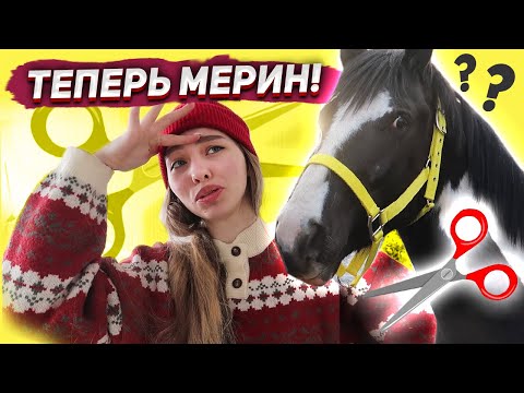 Видео: Хардин теперь МЕРИН / Как проходило восстановление? Конный ВЛОГ