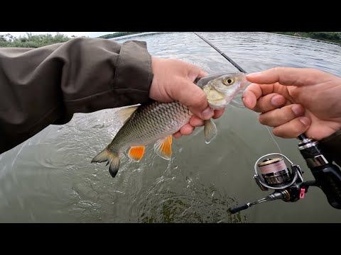 Видео: Полосатый Голавль. Ловля на Колебалки. Ультралайт. Река Ока.