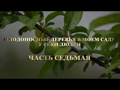 Видео: ДЕРЕВЬЯ В МОЁМ САДУ У РЕКИ ДЮДЕН 7