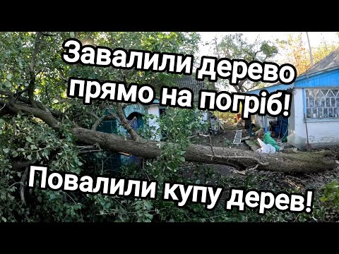 Видео: Купив хату в селі! Завалили дерево прямо на погріб! Прибираю занедбану ділянку! Повалили купу дерев!