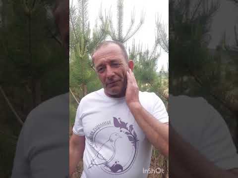 Видео: Прививка кедра на сосну. Зачем?