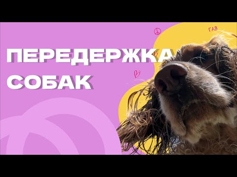 Видео: КАК БРАТЬ НА ПЕРЕДЕРЖКУ? Основные правила