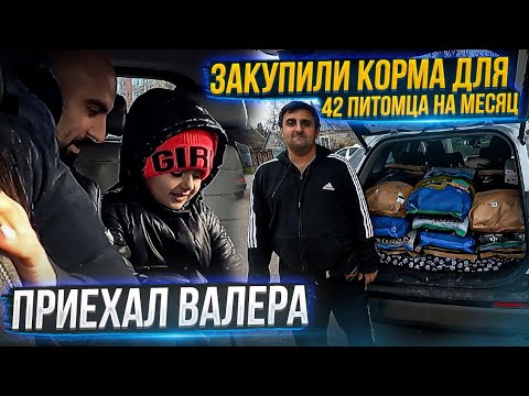 Видео: Купили 180 кг корма собакам😱 Едем с Валерой смотреть новый дом нам с хвостиками😱