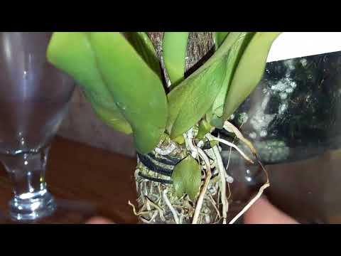 Видео: Каттлеи: Orchid Rlc Toshie Aoki, C  Dowiana Aurea, C  Maxima Coerulea Hector