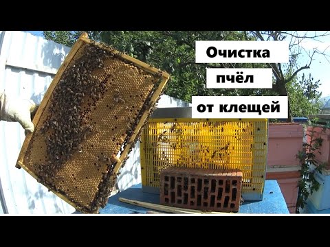 Видео: Полная очистка пчёл от клещей.