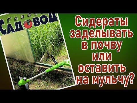 Видео: Сидераты заделывать в почву или оставить на мульчу?