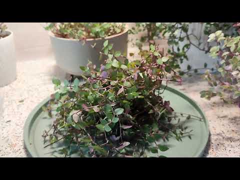 Видео: Цветочные дела в воскресный день ☺🪴 🎋🌱🌿 пересадим, подстрижем, обрежем лишнее😀