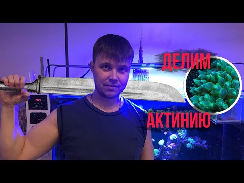 Видео: Деление Актинии | Морской аквариум
