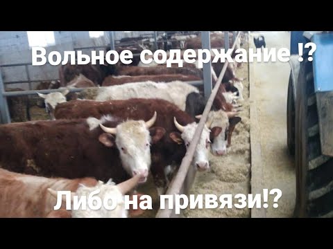 Видео: Вольное содержание бычков на откорме?! либо на привязи?! fattening bulls
