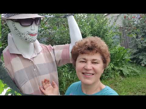 Видео: Черешня 2021г.