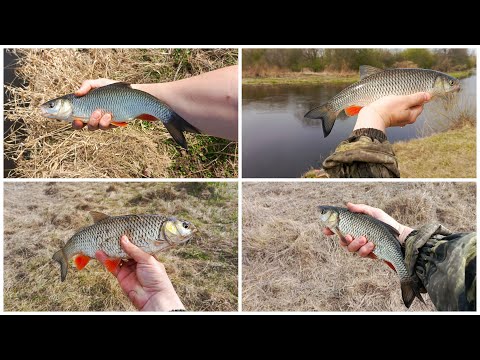 Видео: Рыбалка на голавля 02.04.2024. Полудонка заряжает позитивом!