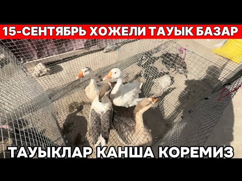 Видео: 15-СЕНТЯБРЬ ХОЖЕЛИ ТАУЫК БАЗАР БАХАЛАРЫ ТУЙЕ ТАУЫК ГАЗ УЙРЕК МАКЕН КОРАЗ КОРЕМИЗ