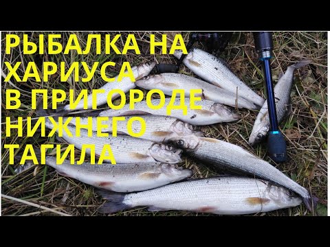 Видео: ЛОВЛЯ ХАРИУСА НА МАЛОЙ РЕКЕ В ОКРЕСТНОСТЯХ НИЖНЕГО ТАГИЛА/РЫБАЛКА НА СПИННИНГ И УДОЧКУ/ОСЕНЬ 2020.