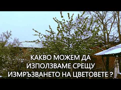 Видео: Как да предпазим цъфтящите дръвчета от слани и ниски температури през пролетта?Методи и препарати?