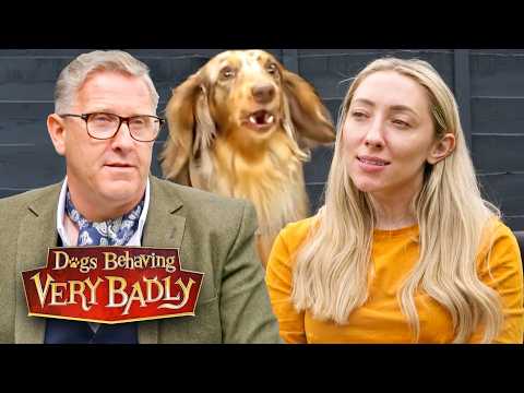 Видео: Пронзительный лай моей собаки заставил меня уволиться с работы и изолироваться