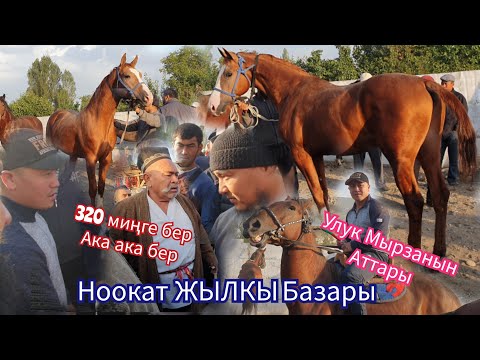 Видео: Ноокат ЖЫЛКЫ Базары УЛУК МЫРЗА АДЫЛ  ава  Терди  👍👍