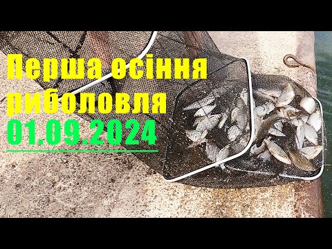 Видео: Перша осіння риболовля 01.09.2024. Плотва вже потроху підходить. Фідер в центрі Києва.