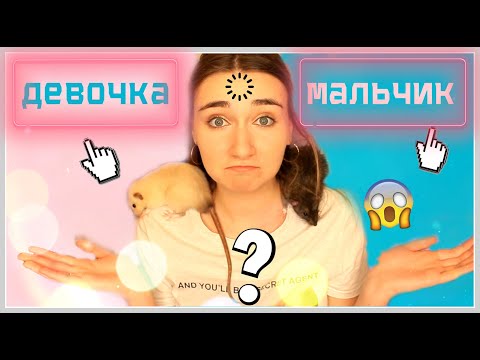 Видео: КРЫСЫ ДЕВОЧКИ ИЛИ МАЛЬЧИКИ? КОГО ЛУЧШЕ ВЗЯТЬ? КАК ВЫБРАТЬ ДЕКОРАТИВНУЮ КРЫСУ?