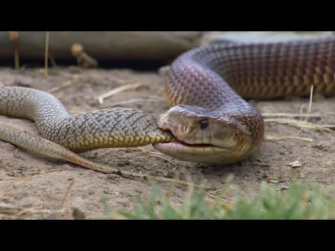 Видео: Мулга – худший Кошмар самых ядовитых змей! Настоящий Король рептилий!