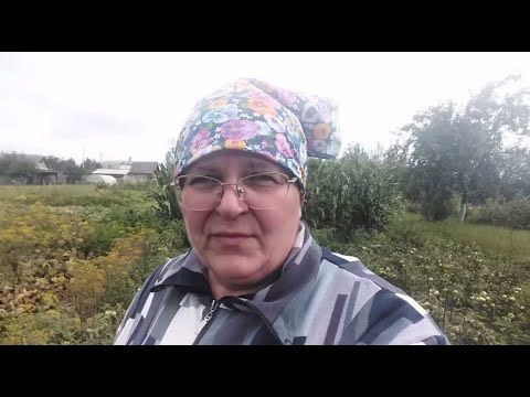 Видео: Я В ШОКЕ ! ЧТО ТВОРИТСЯ НА ОГОРОДЕ ! // ИХ ВИДИМО - НЕВИДИМО //ФИТОФТОРА НАСТУПАЕТ  //СОБРАЛА ОГУРЦЫ