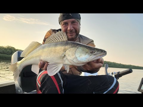 Видео: Ахтуба - троллинг в один спиннинг, ловим судака и ведём беседу на рыболовную тему. Pelican SibBear