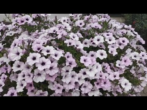 Видео: Какой объем горшка взять  для ампельной петунии ⁉️Подкормка петунии после пересадки ‼