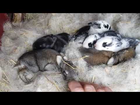 Видео: Огород,живность,быстрый салат с секретом.🌿