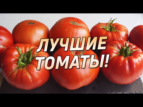 Видео: ТОМАТЫ, 5 СОРТОВ, КОТОРЫЕ ОБЯЗАТЕЛЬНО НУЖНО ПОПРОБОВАТЬ!