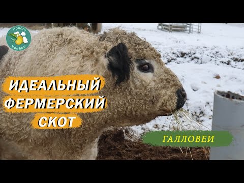 Видео: Идеальный фермерский скот. Галловеи - неприхотливые, сильные, мясные.