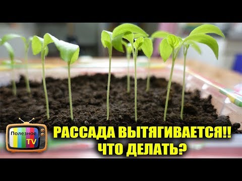 Видео: РАССАДА ВЫТЯНУЛАСЬ! ЧТО ДЕЛАТЬ? СПАСТИ ПРОЩЕ ПРОСТОГО