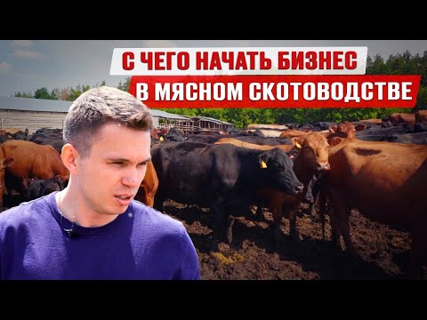 Видео: Бизнес на абердин-ангусах | Затраты и прибыль мясного животноводства | Содержание мясных бычков