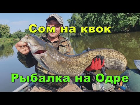 Видео: Сом реки Одры. Сом на квок. Рыбалка на Одре