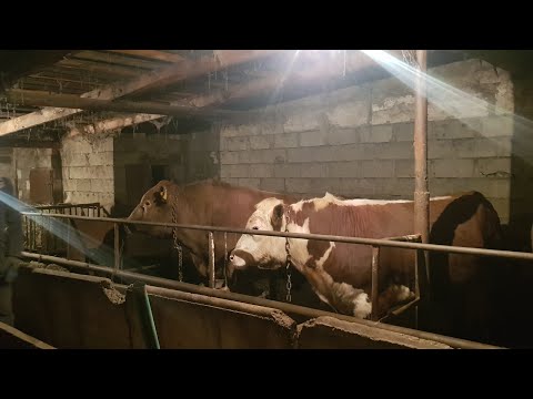 Видео: бұқа семірту. откорм бычков.